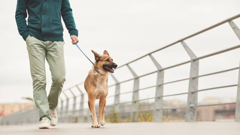 Perfect Leash and Collar for Your Dog