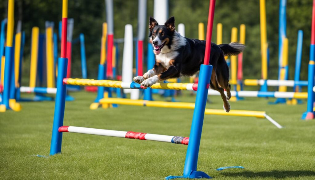 happy canine jumping over a hurdle 