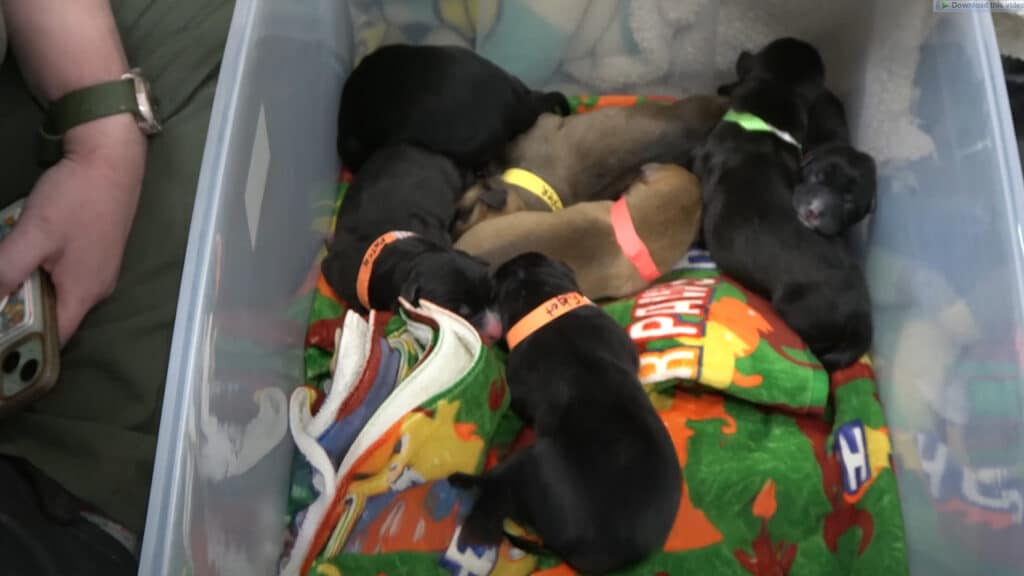 Puppies cuddling mother 