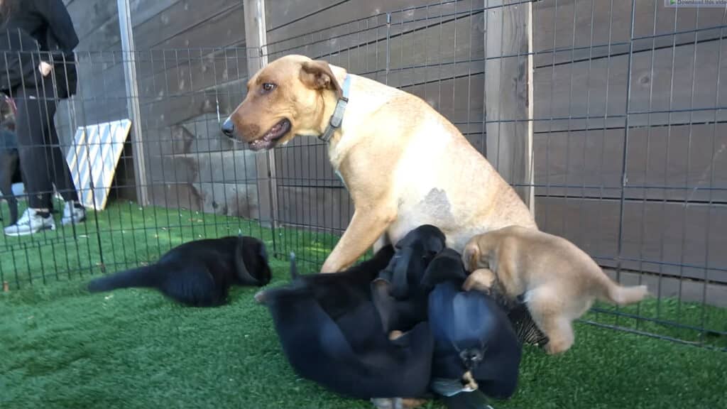 Puppies ready for adaptation