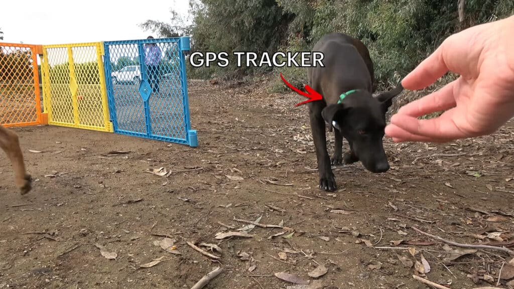 GPS tracker placed on Sherlock