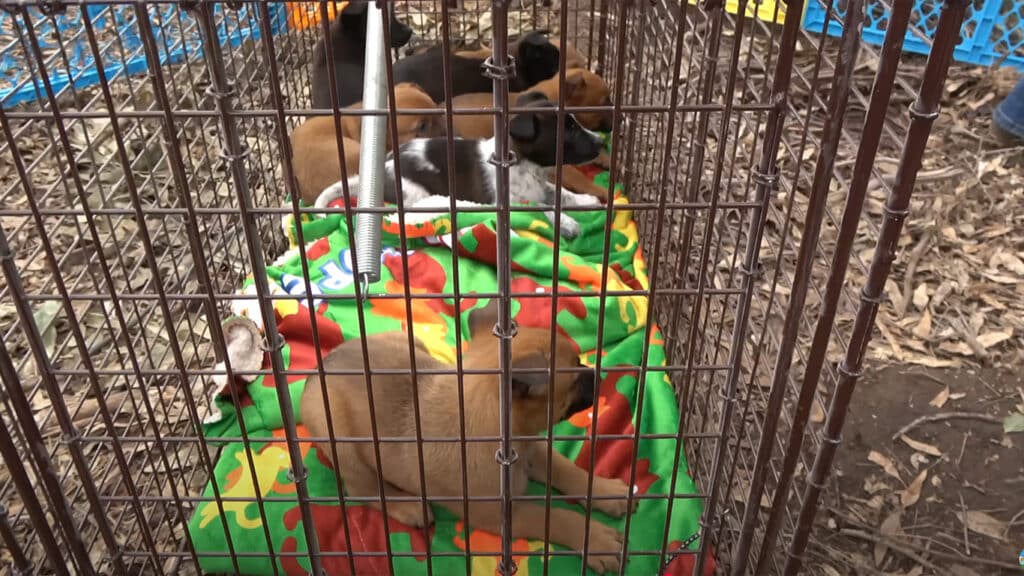 All puppies captured safely
