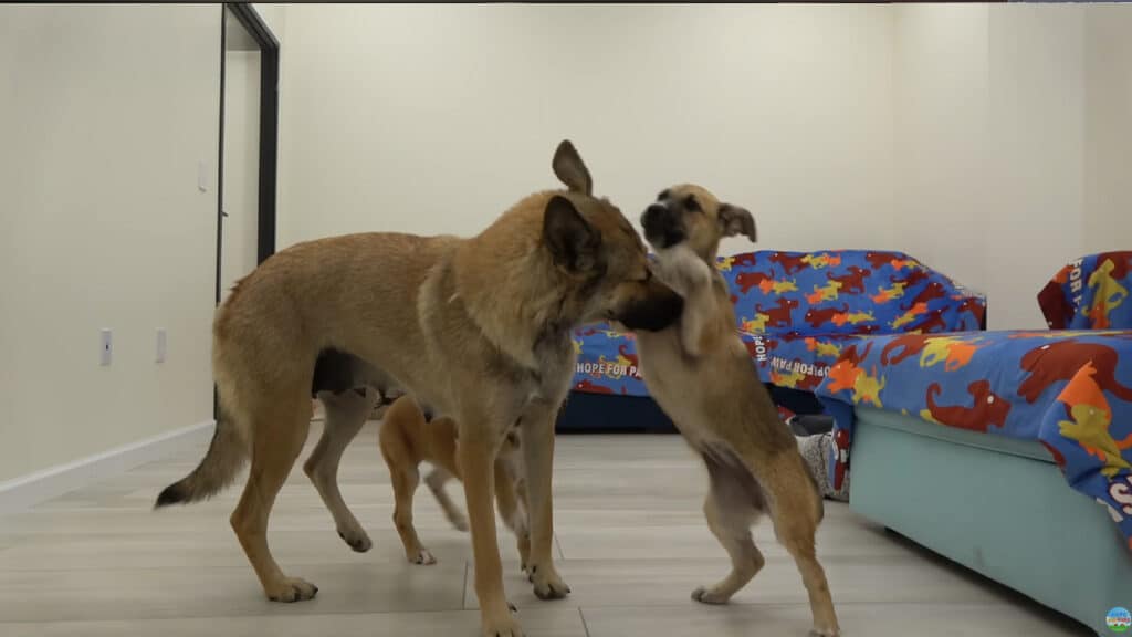 Giselle and her puppies after recue happily playing