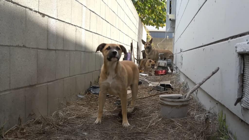 Giselle and her puppies in the narrow passage