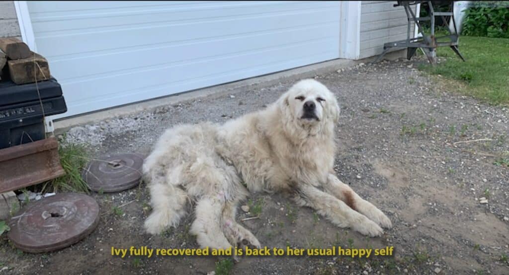 Ivy fully recovered