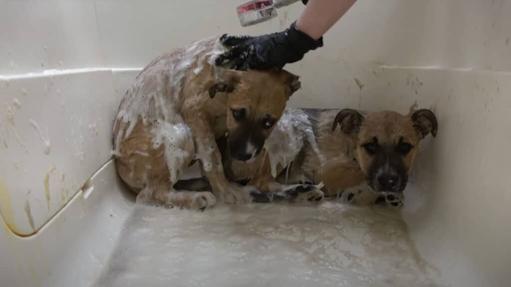 Puppies given wash