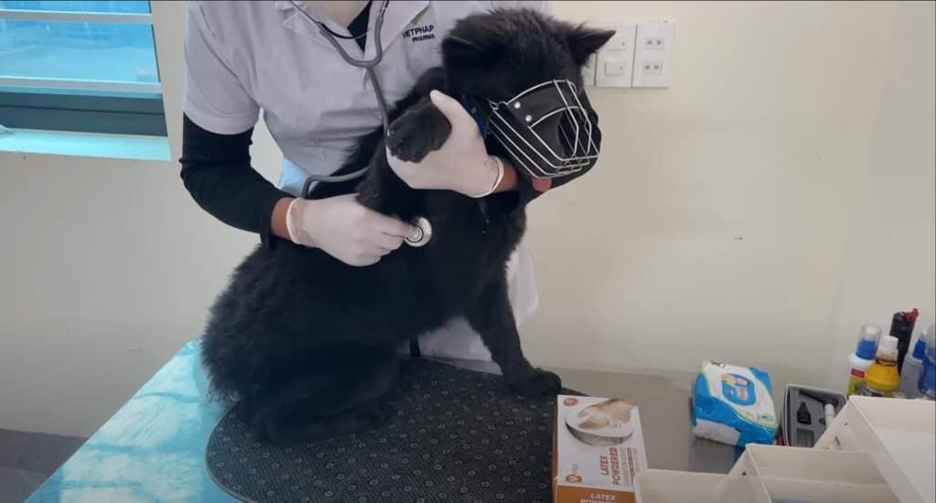 Dog being examined by the Vet