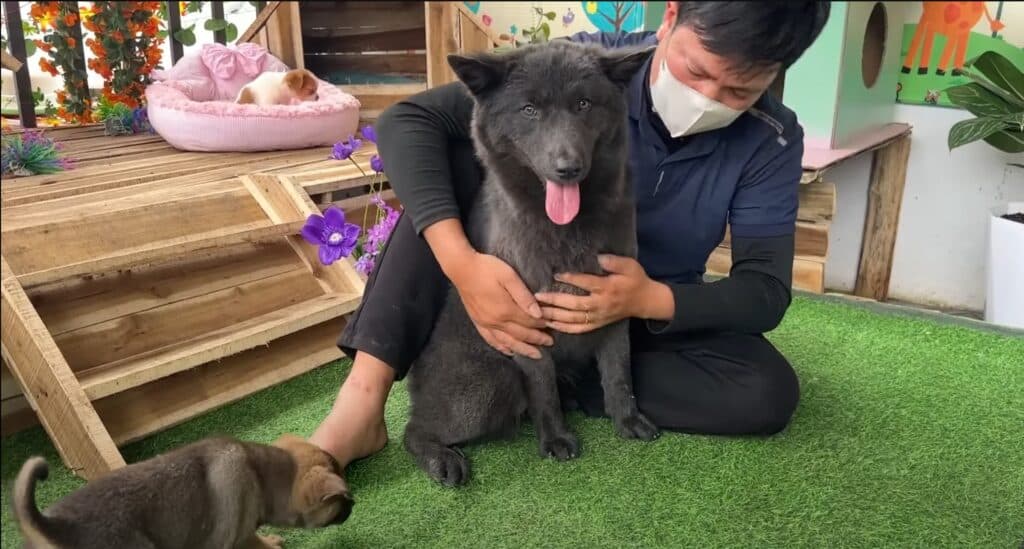 Dog now happy