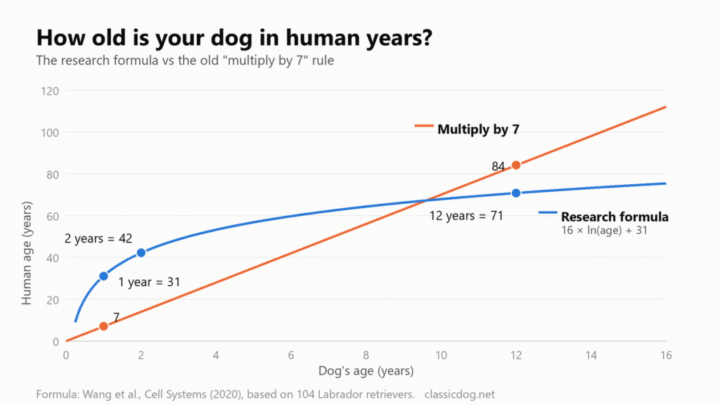 Line chart comparing a dog's age in human years using the research formula (16 × ln(age) + 31) with the old multiply-by-7 rule, from 0 to 16 dog years. The formula curve rises steeply to 31 at 1 year and 42 at 2 years, then flattens to about 71 at 12 years, while the times-7 line reaches 84 at 12 years.
