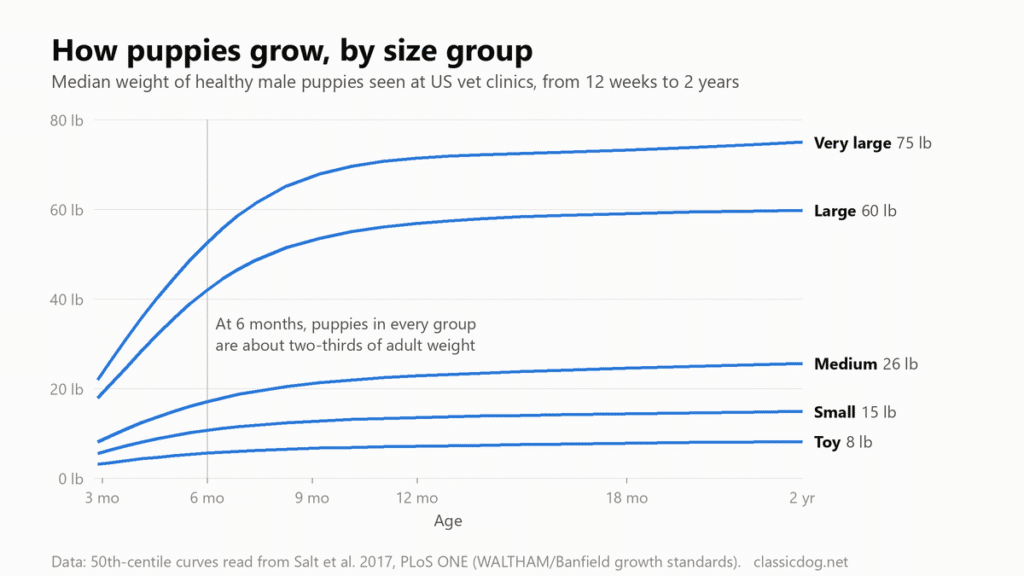 Line chart of median weight for healthy male puppies from 3 months to 2 years in five size groups: toy about 8 lb, small 15 lb, medium 26 lb, large 60 lb and very large 75 lb as adults. At 6 months each group is about two-thirds of adult weight.